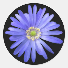 Elegant Blue Anemone Flower Ronde Sticker