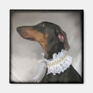 Elegant blue Doberman Pinscher Magneet