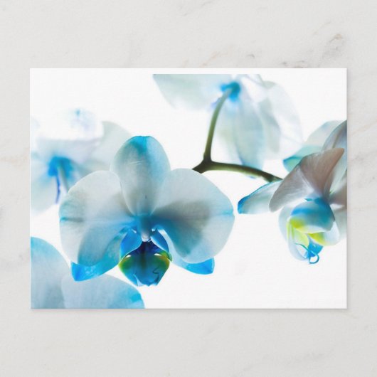 Elegant Blue Orchids Custom Briefkaart (Voorkant)