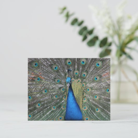 Elegant Blue Peacock Briefkaart (Staand voorkant)
