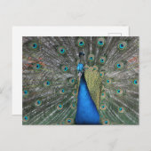 Elegant Blue Peacock Briefkaart (Voorkant / Achterkant)