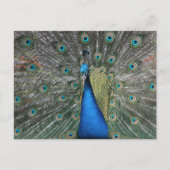 Elegant Blue Peacock Briefkaart (Voorkant)
