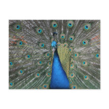 Elegant Blue Peacock Briefkaart