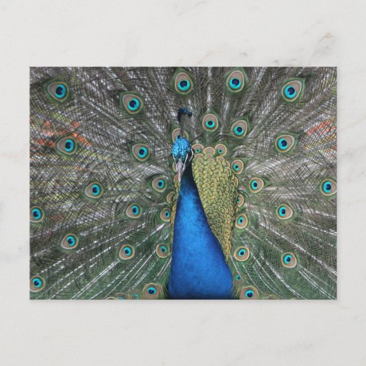 Elegant Blue Peacock Briefkaart (Voorkant)