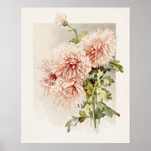 Elegant Blush Pink Chryanthema Poster