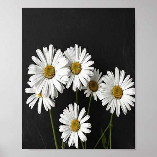 Elegant Botanical Still Life of Radiant White Oxey Poster (Voorkant)