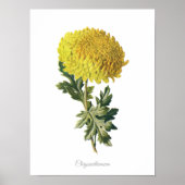 Elegant  Botanisch Afdrukchrysanthemum Poster (Voorkant)