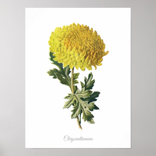Elegant Botanisch Afdrukchrysanthemum Poster (Voorkant)