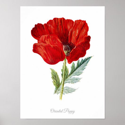 Elegant  botanisch afdrukken Oriental Poppy Poster (Voorkant)