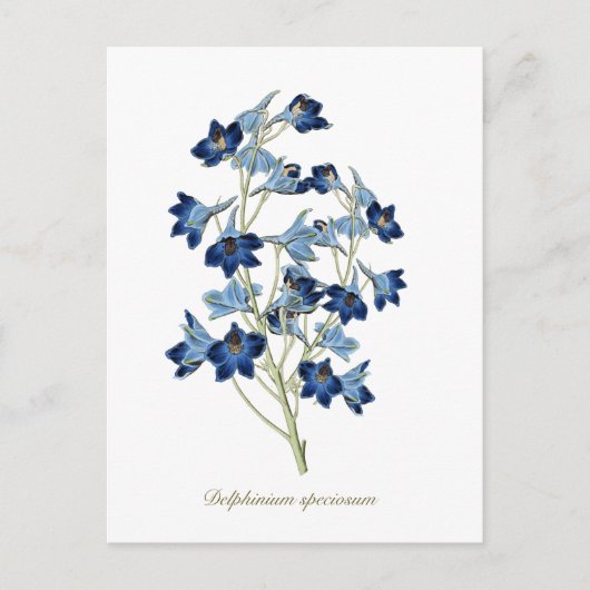 Elegant  Botanisch Blauw Bloemen Delphinium Briefkaart (Voorkant)