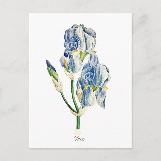 Elegant botanisch blauw Iris ventilator Briefkaart (Voorkant)