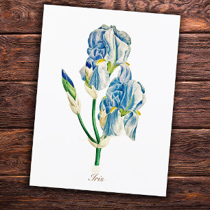 Elegant  botanisch blauw Iris ventilator Briefkaart