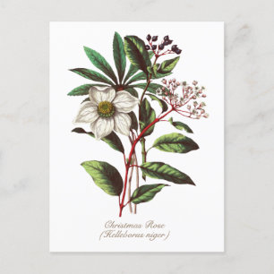 Elegant Botanisch Roos voor kerstmis Briefkaart