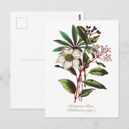 Elegant Botanisch Roos voor kerstmis Briefkaart (Voorkant / Achterkant)