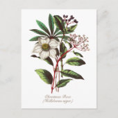 Elegant Botanisch Roos voor kerstmis Briefkaart (Voorkant)