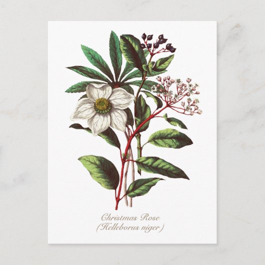 Elegant  Botanisch Roos voor kerstmis Briefkaart (Voorkant)