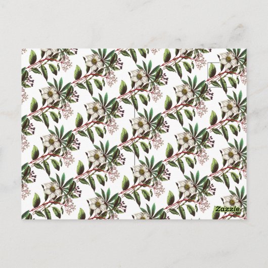 Elegant  Botanisch Roos voor kerstmis Briefkaart (Achterkant)