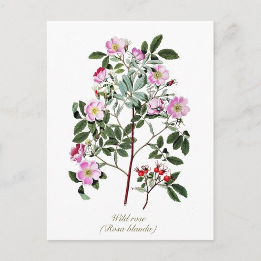 Elegant Botanisch Roze Wilde Roos Briefkaart (Voorkant)