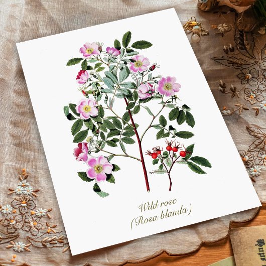Elegant  Botanisch Roze Wilde Roos Briefkaart