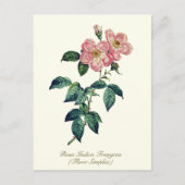 Elegant  Botanisch Roze Wit Eenvoudig Roos Briefkaart (Voorkant)