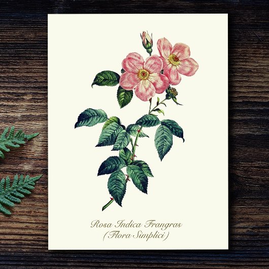 Elegant  Botanisch Roze Wit Eenvoudig Roos Briefkaart