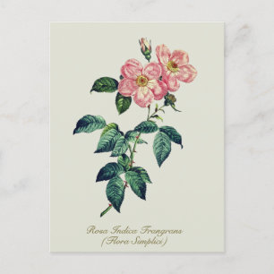 Elegant Botanisch Roze Wit Rose Feestdagenkaart