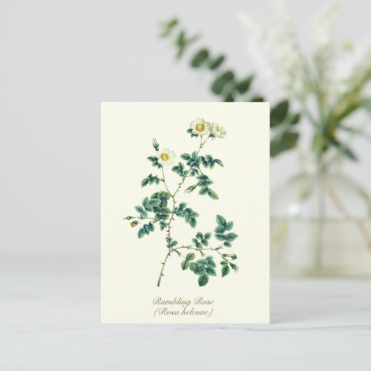 Elegant  Botanisch Wit Wilde Roos Briefkaart (Staand voorkant)