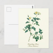 Elegant  Botanisch Wit Wilde Roos Briefkaart (Voorkant / Achterkant)