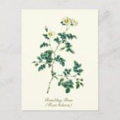 Elegant  Botanisch Wit Wilde Roos Briefkaart (Voorkant)