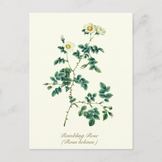 Elegant  Botanisch Wit Wilde Roos Briefkaart (Voorkant)