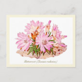 Elegant botanische bitterwortelventilator briefkaart (Voorkant)