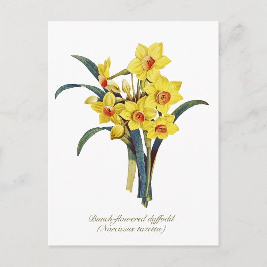 Elegant  botanische bloemen Gele deffodis Briefkaart (Voorkant)