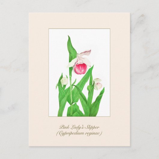 Elegant Botanische Dame's Slipper Flower Briefkaart (Voorkant)