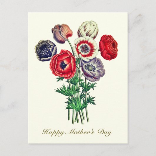 Elegant  Botanische Poppy Anemone Briefkaart (Voorkant)