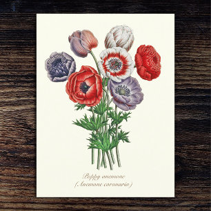 Elegant  Botanische Poppy Anemone Briefkaart