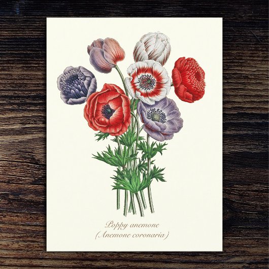 Elegant  Botanische Poppy Anemone Briefkaart