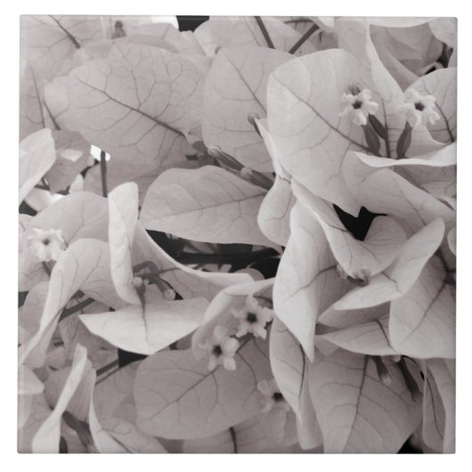 Elegant bougainvillea  bloempatroon tegeltje (Voorkant)