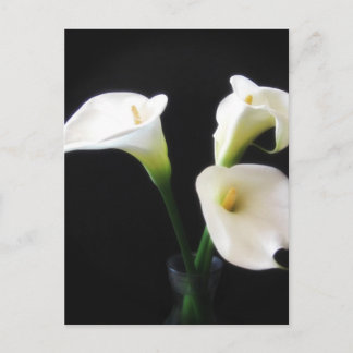 Elegant Calla Lily Flowers 12 Briefkaart