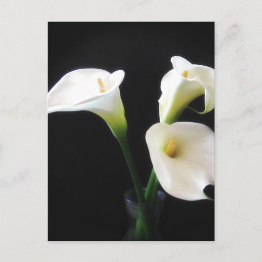 Elegant Calla Lily Flowers 12 Briefkaart (Voorkant)