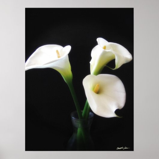 Elegant Calla Lily Flowers 12 Poster (Voorkant)