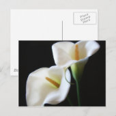 Elegant Calla Lily Flowers 13 Briefkaart (Voorkant / Achterkant)