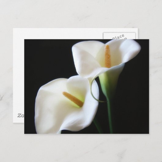 Elegant Calla Lily Flowers 13 Briefkaart (Voorkant / Achterkant)