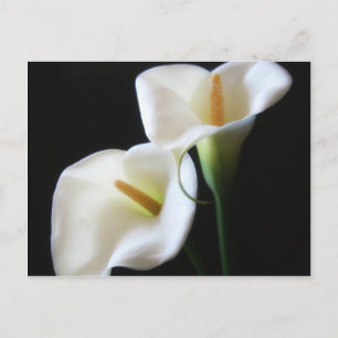 Elegant Calla Lily Flowers 13 Briefkaart