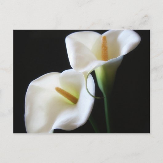 Elegant Calla Lily Flowers 13 Briefkaart (Voorkant)