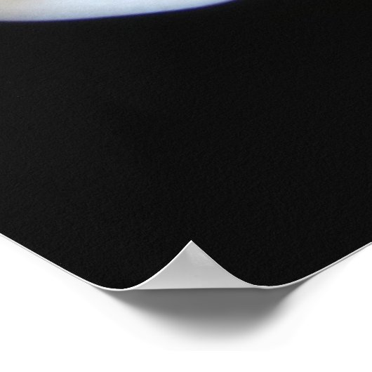 Elegant Calla Lily Flowers 13 Poster (Hoek)