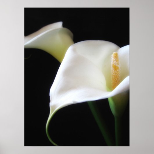 Elegant Calla Lily Flowers 16 Poster (Voorkant)