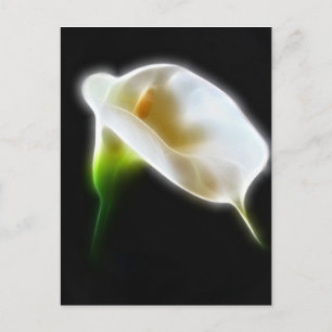 Elegant Calla Lily Flowers 3 Modern Briefkaart