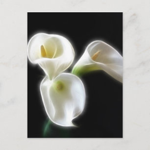 Elegant Calla Lily Flowers 6 Modern Briefkaart