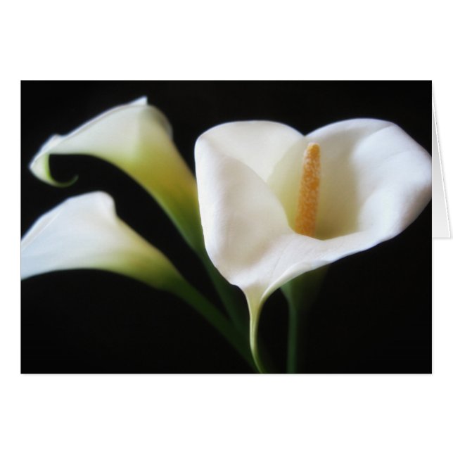 Elegant Calla Lily Flowers 9 (Voorkant Horizontaal)