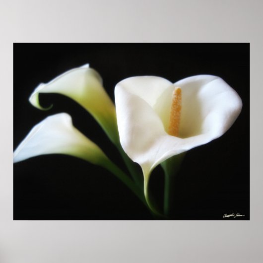 Elegant Calla Lily Flowers 9 Poster (Voorkant)